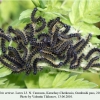 aglais urticae gumbashi larva l3